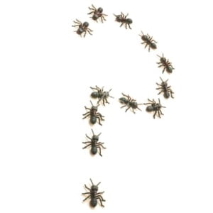 Which type of ants do you have?