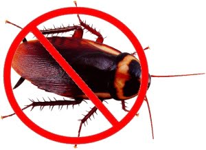 Get rid of cockroaches with boric acid