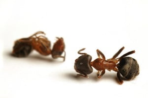 Dead ants, thanks to boric acid