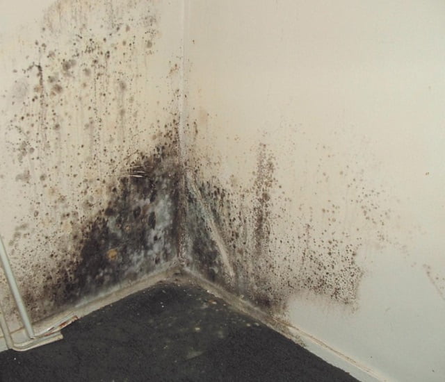 Mould removal with boric acid