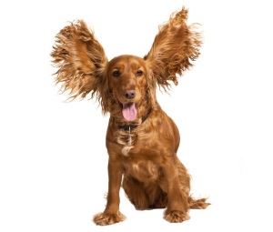 Clean your dogs ears with a boric acid solution