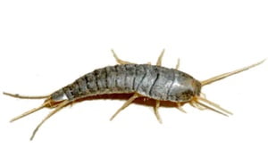 How to get rid of silverfish with boric acid