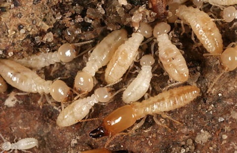 How to kill termites with boric acid.