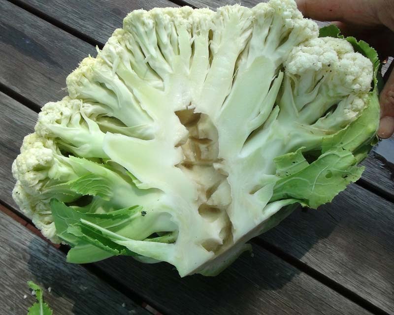 Boron Deficient Cauliflower (Brassica Oleracea) with a hollow stem