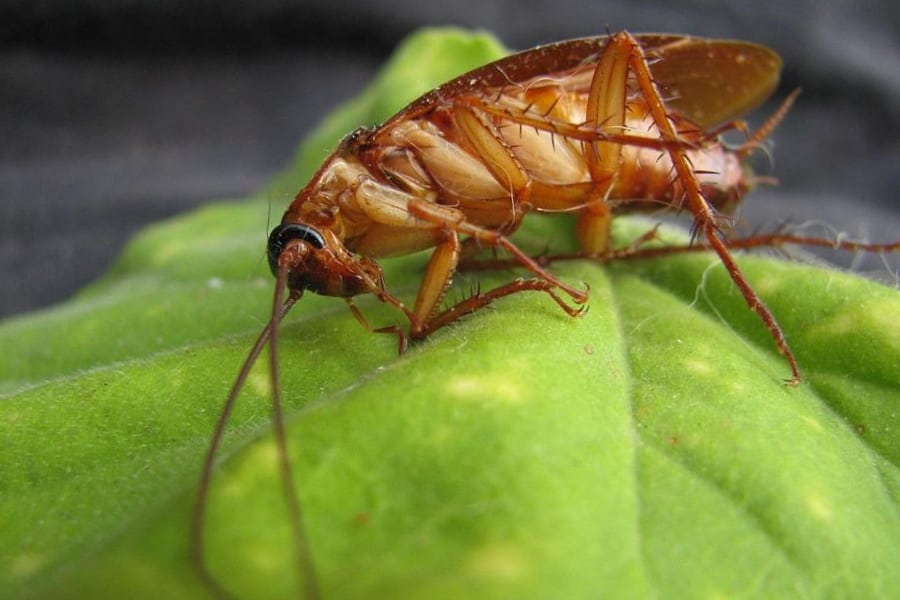 Garden cockroach without boric acid